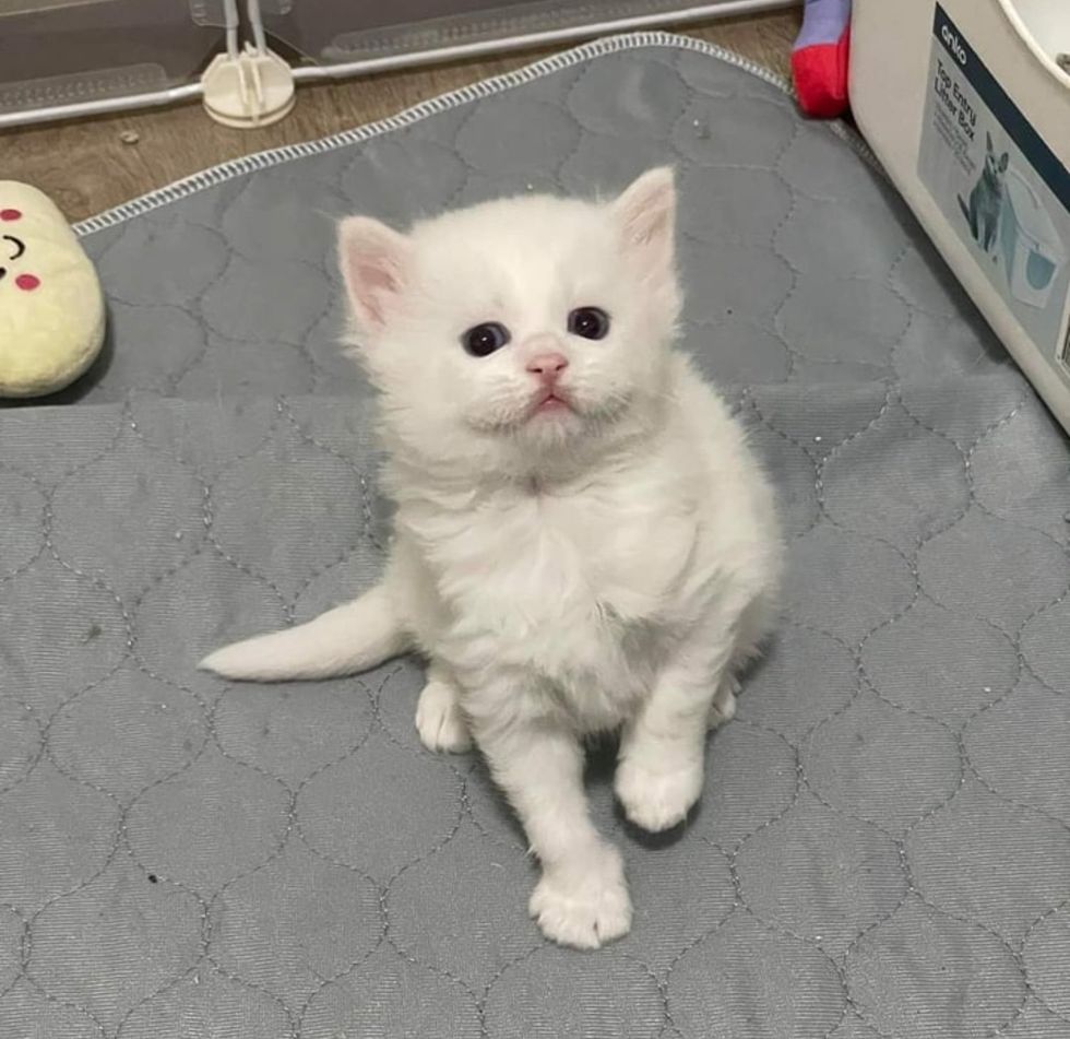 fluffy white kitten