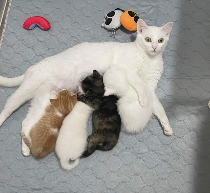 sweet cat nursing kittens