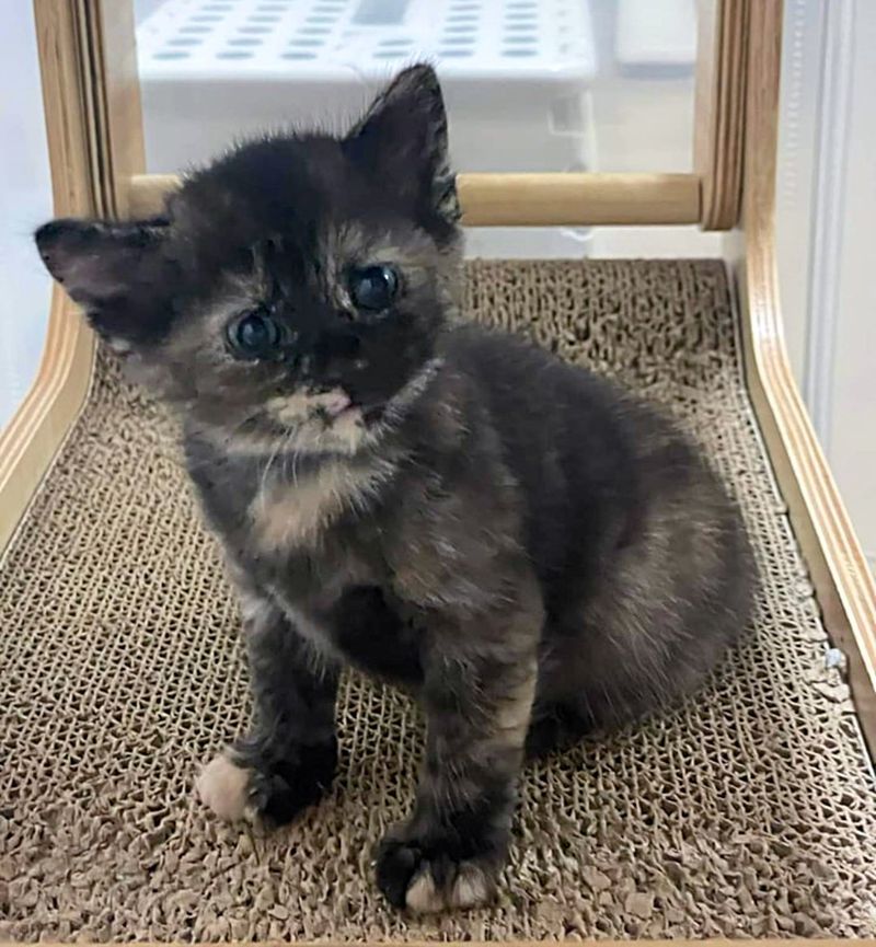 tortie kitten cute