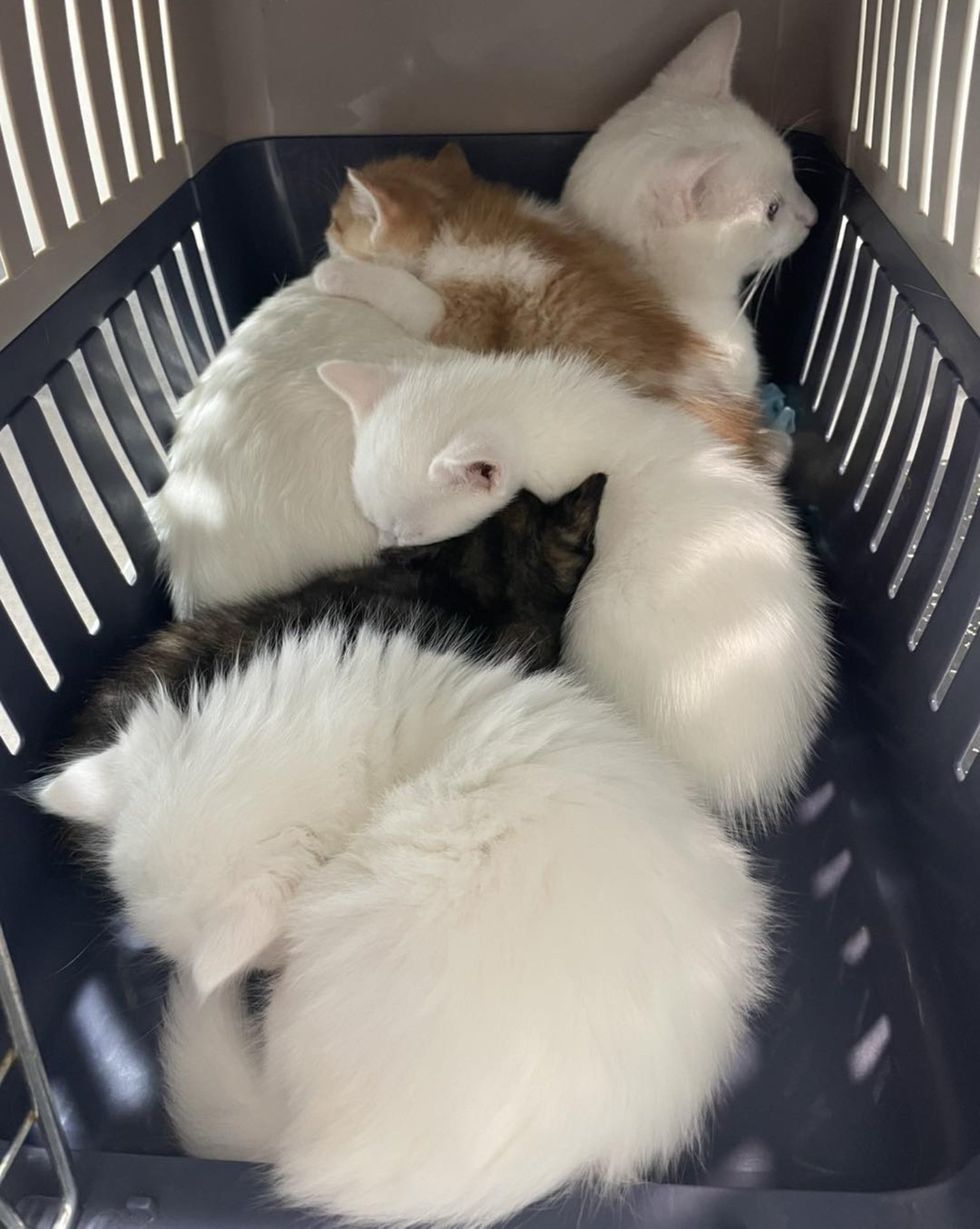 kittens cat cuddle puddle