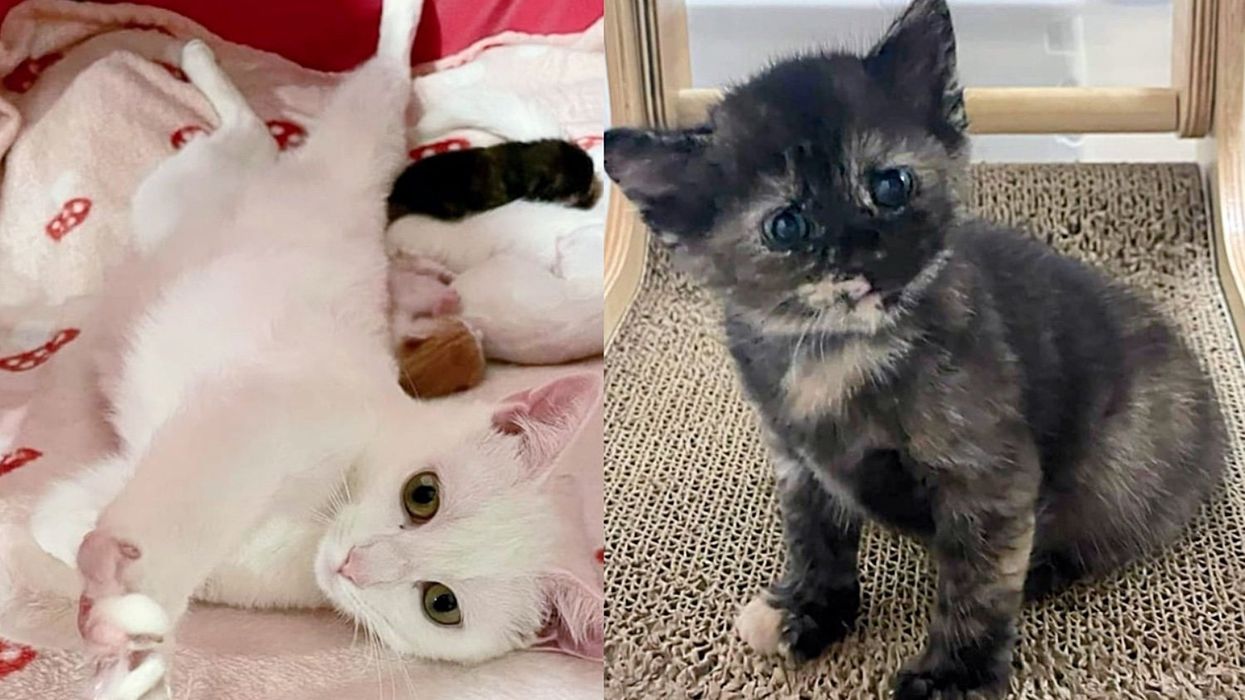 They Take in an 'Unwanted' Cat and Not Only Uplift Her Life but Also Bring Hope to Four Kittens