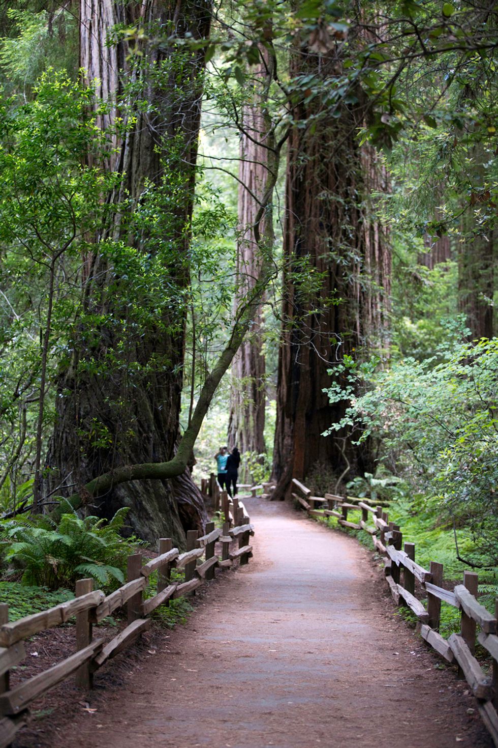 Into the Forest: Celebrate Earth Day Among the Ancient Trees of Muir ...