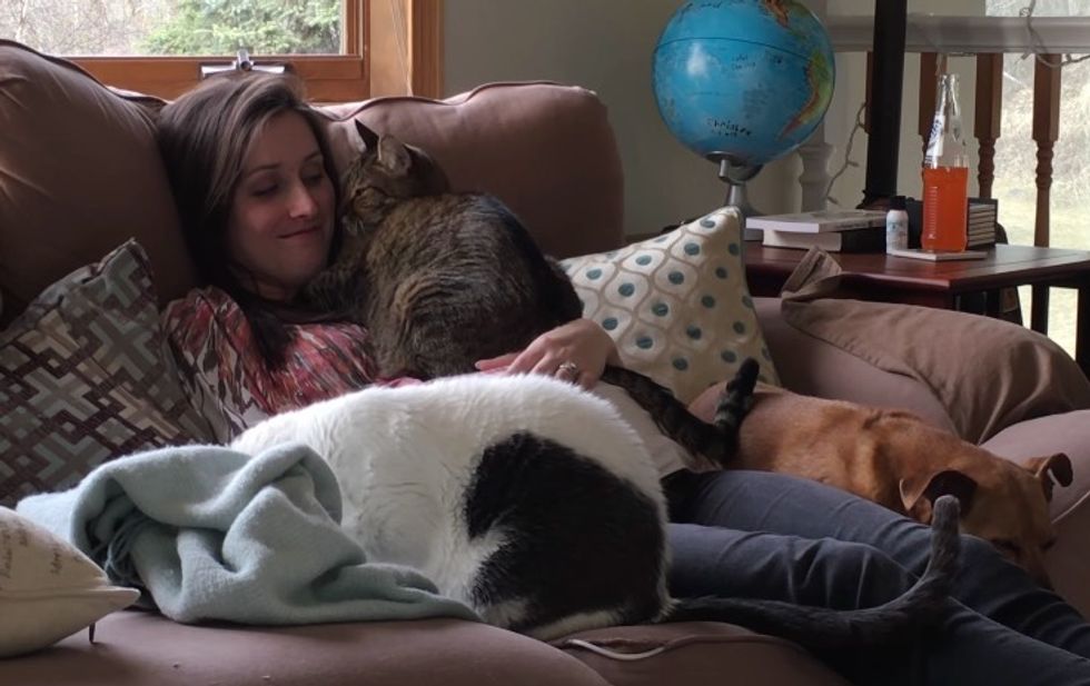 Picture of Cat Senses Baby Coming from His Pregnant Human - Love Meow