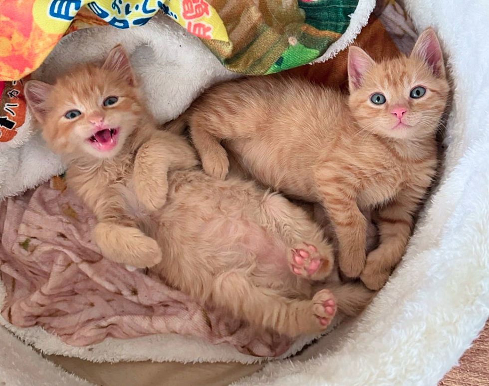 orange ginger kittens snuggly