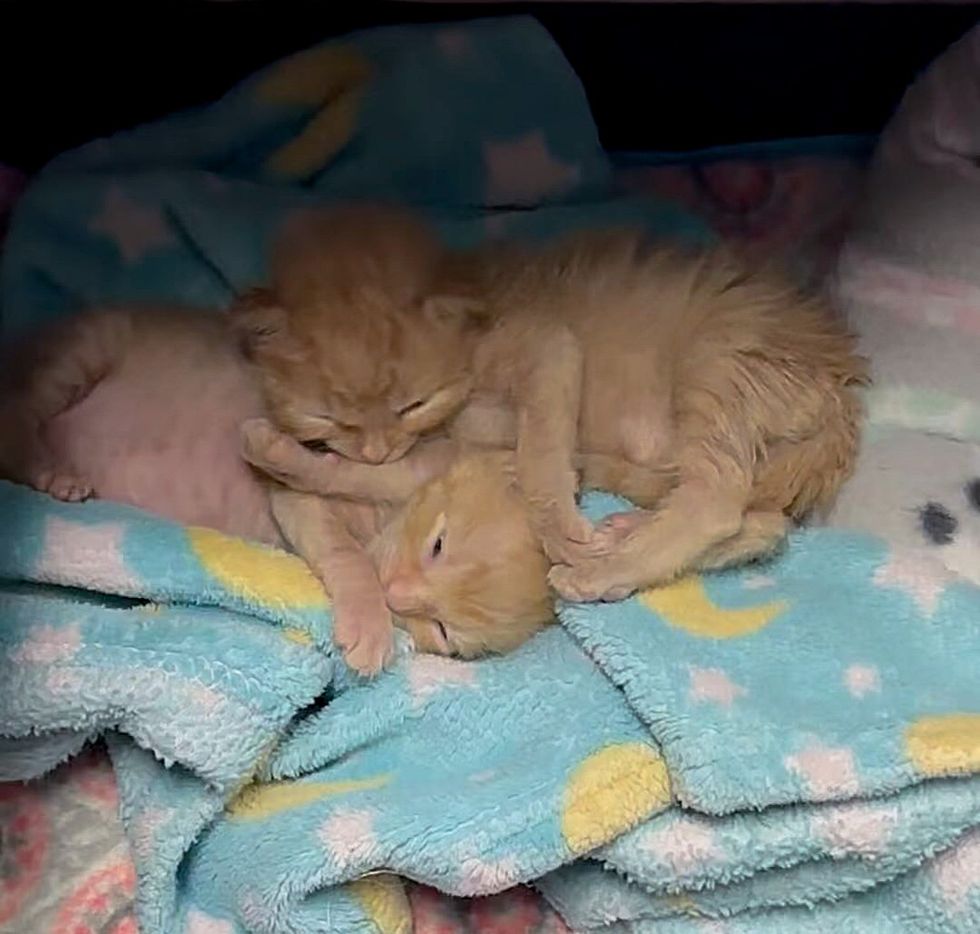 snuggly ginger kittens