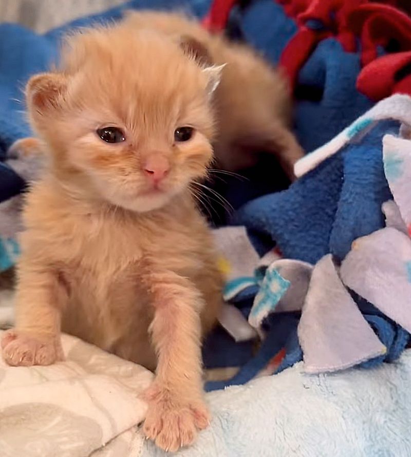 sweet ginger kitten