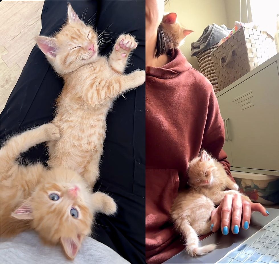 snuggly sleepy ginger kittens