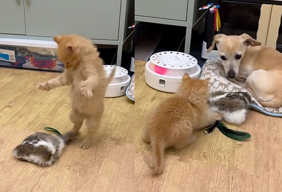 playful ginger kitten