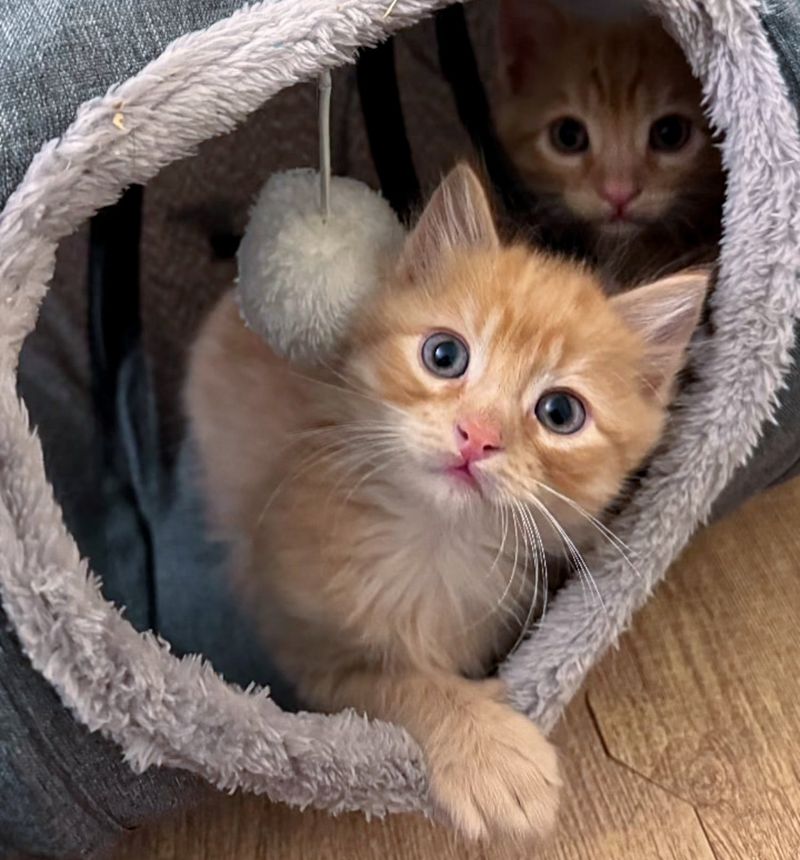 happy ginger kittens