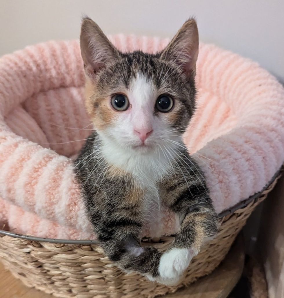 kitten cute calico