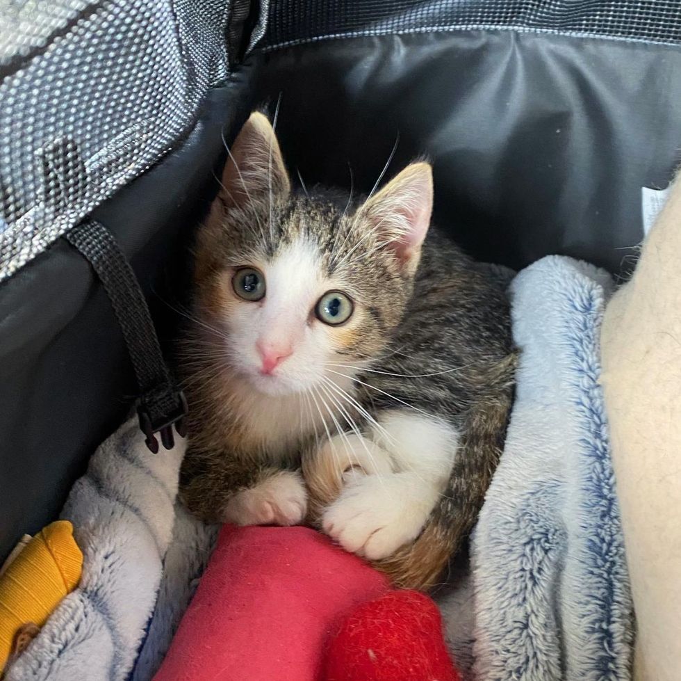 sweet tabby calico kitten