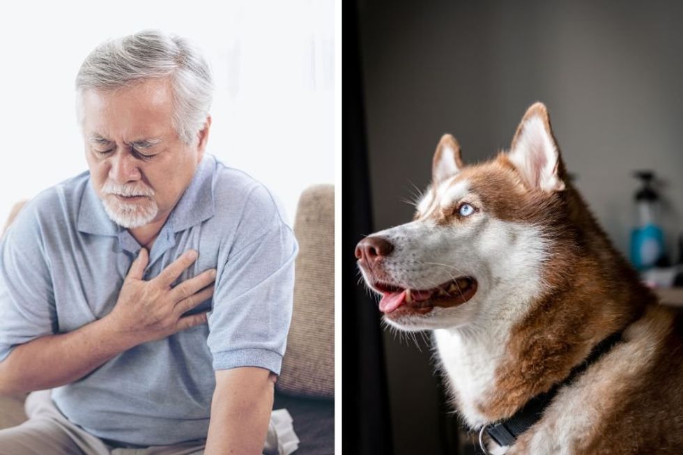 Dog instinctively gives owner CPR saving him from a massive heart attack