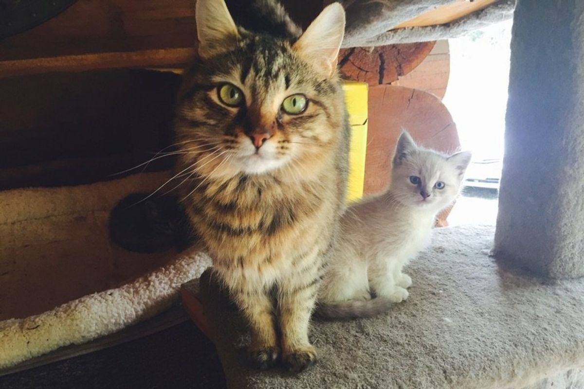Cat Mom Wants to Meet Woman Before She Adopts Her Baby