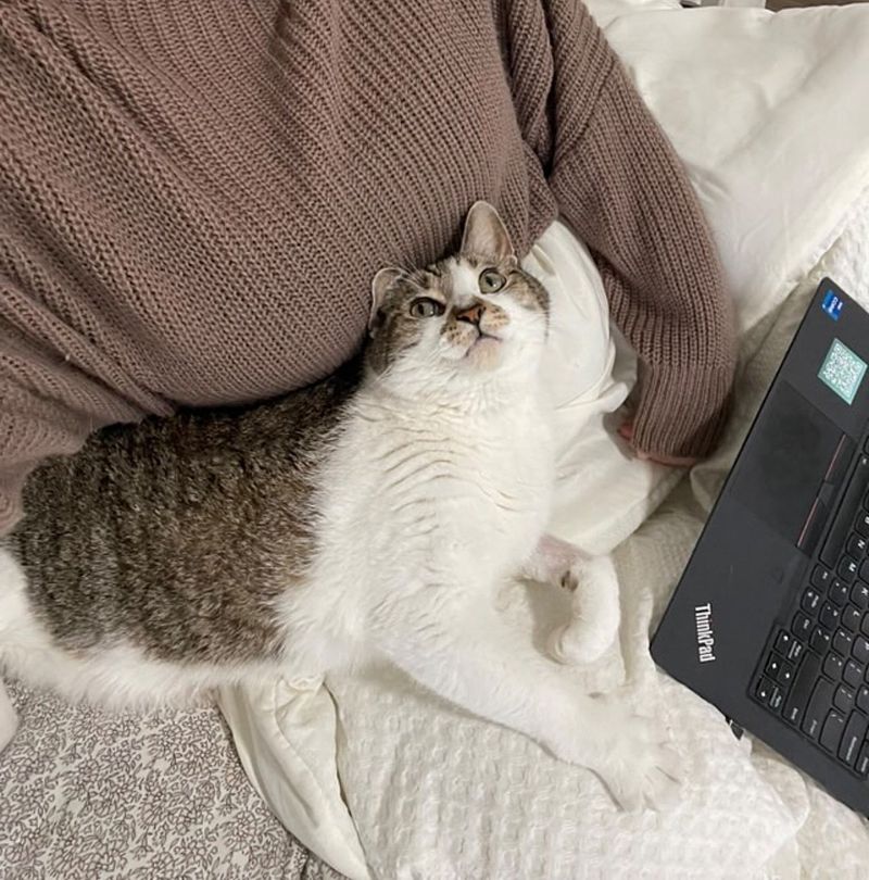 cat kneading paws snuggles