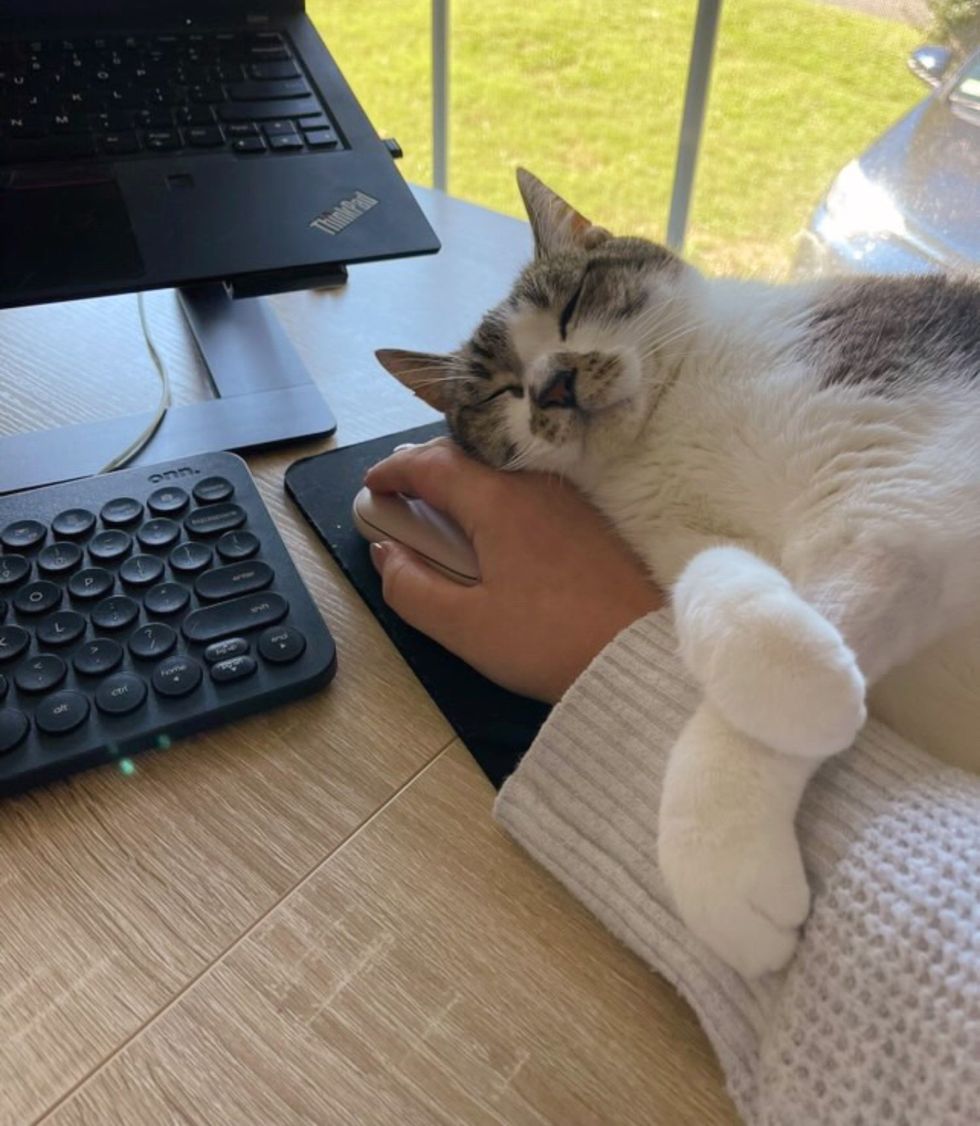 cat sleeping on hand