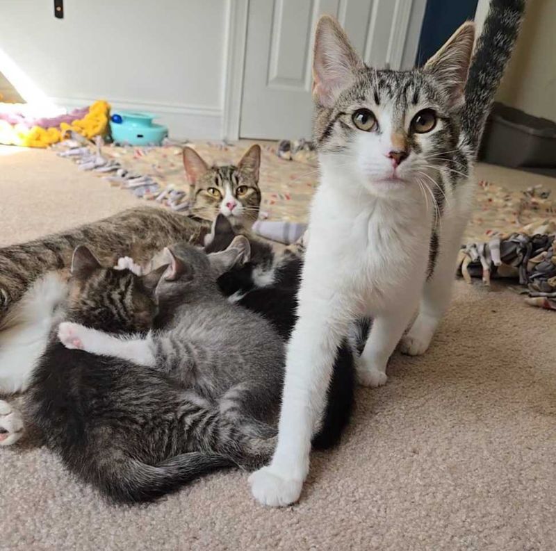 sweet cat family