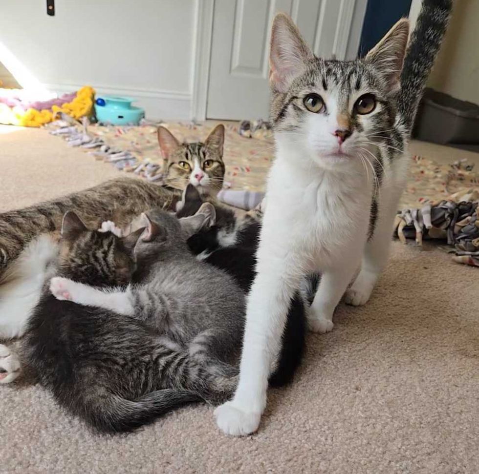 sweet cat family