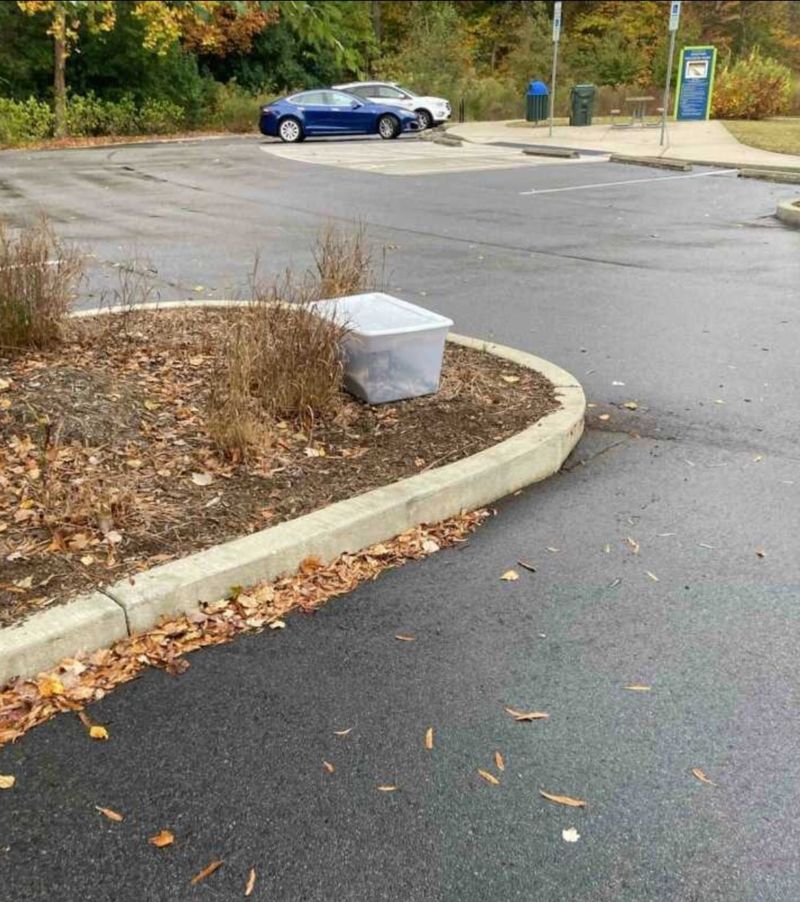 bin parking lot cats