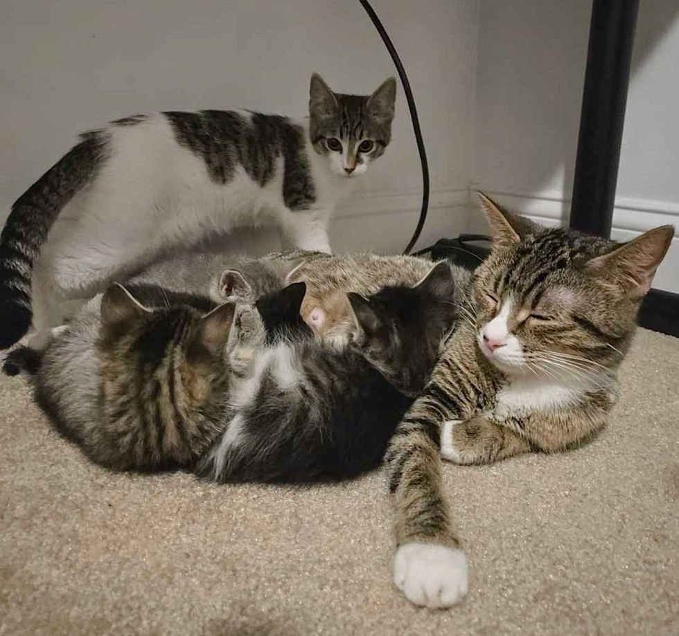 cat nursing kittens family