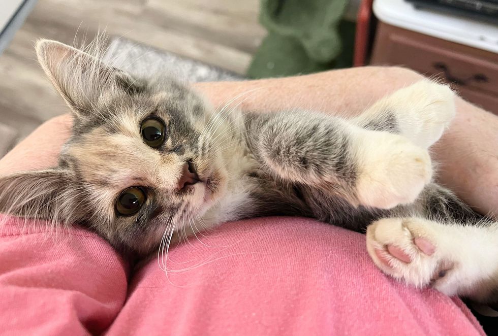 calico kitten snuggly