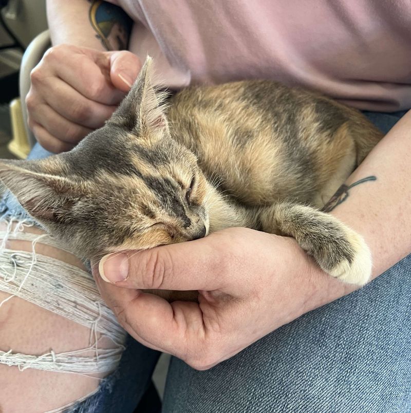 snuggly calico kitten