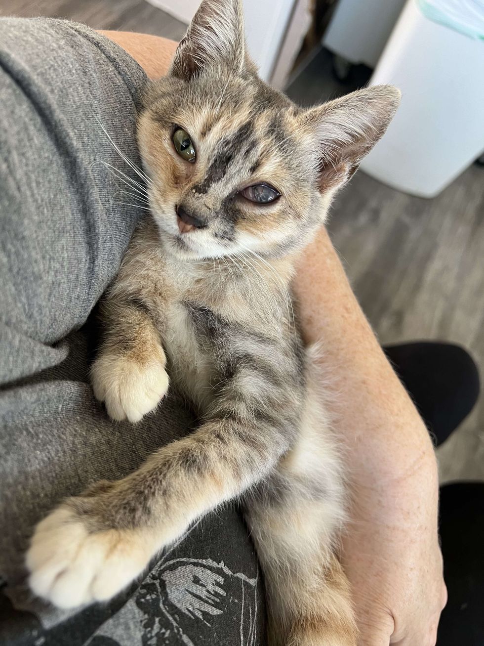 cuddly calico kitten