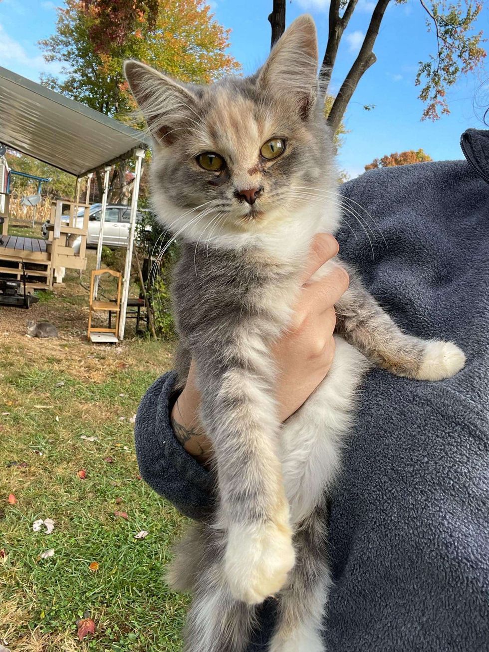 fluffy dilute calico kitten