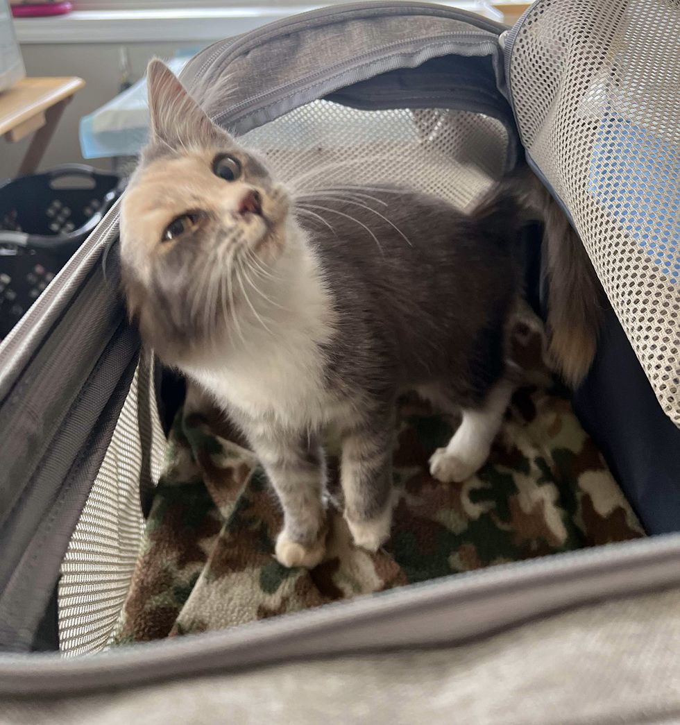 happy snuggly dilute calico kitten