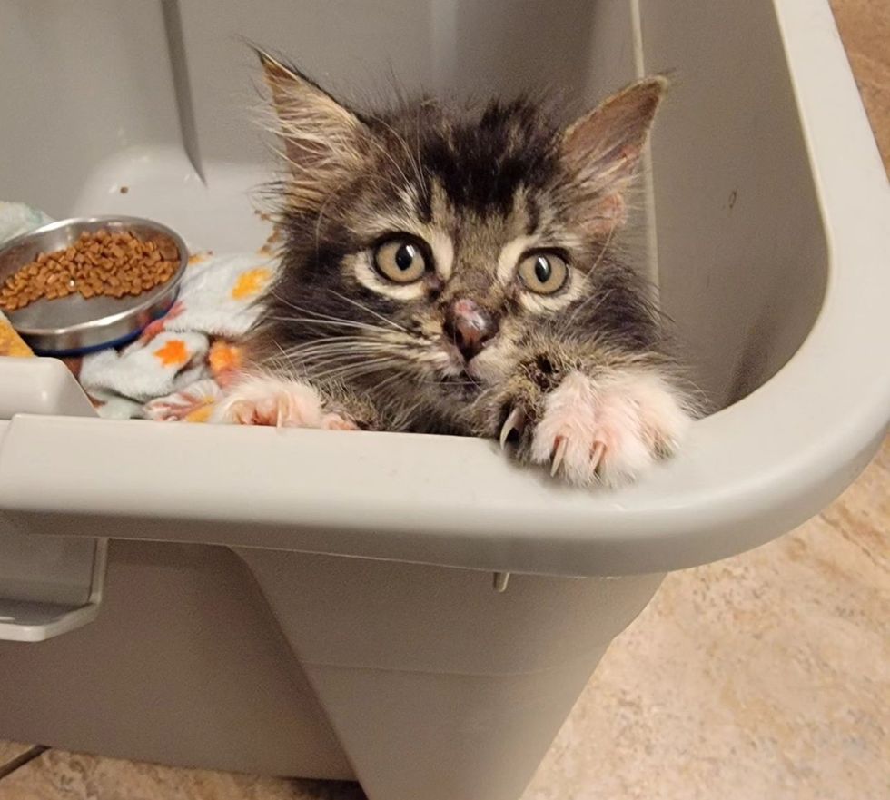 fluffy kitten climbing