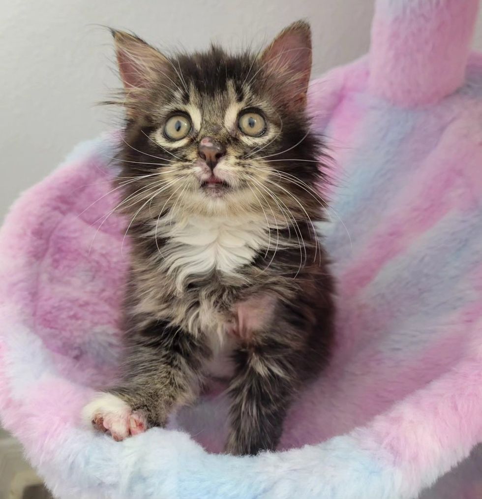 fluffy tabby kitten big eyes