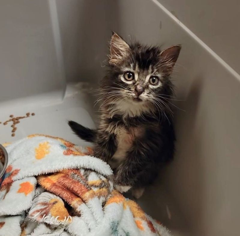 fluffy brown tabby standing