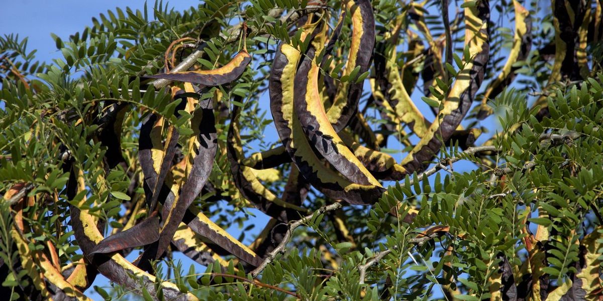 La nuova giovinezza della carruba, il gustoso «cioccolato dei poveri»