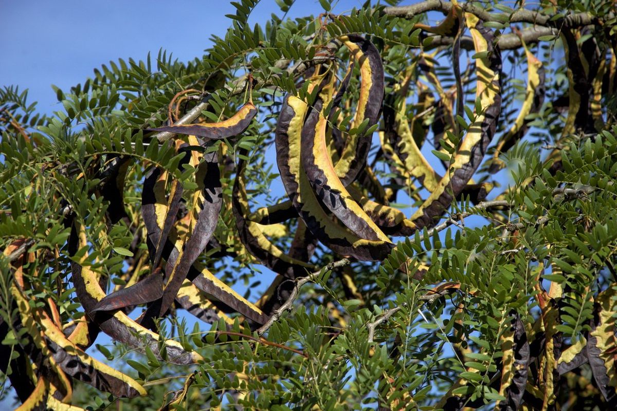 La nuova giovinezza della carruba, il gustoso «cioccolato dei poveri»