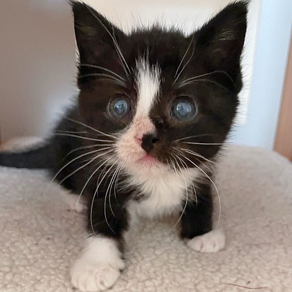 sweet tuxedo kitten