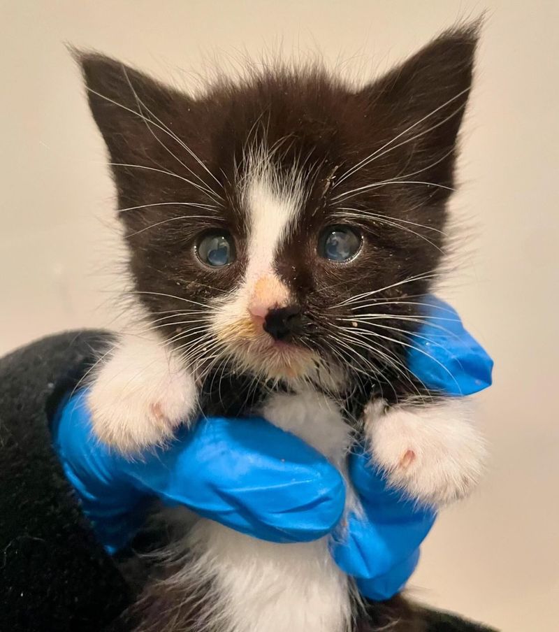 tuxedo kitten tiny