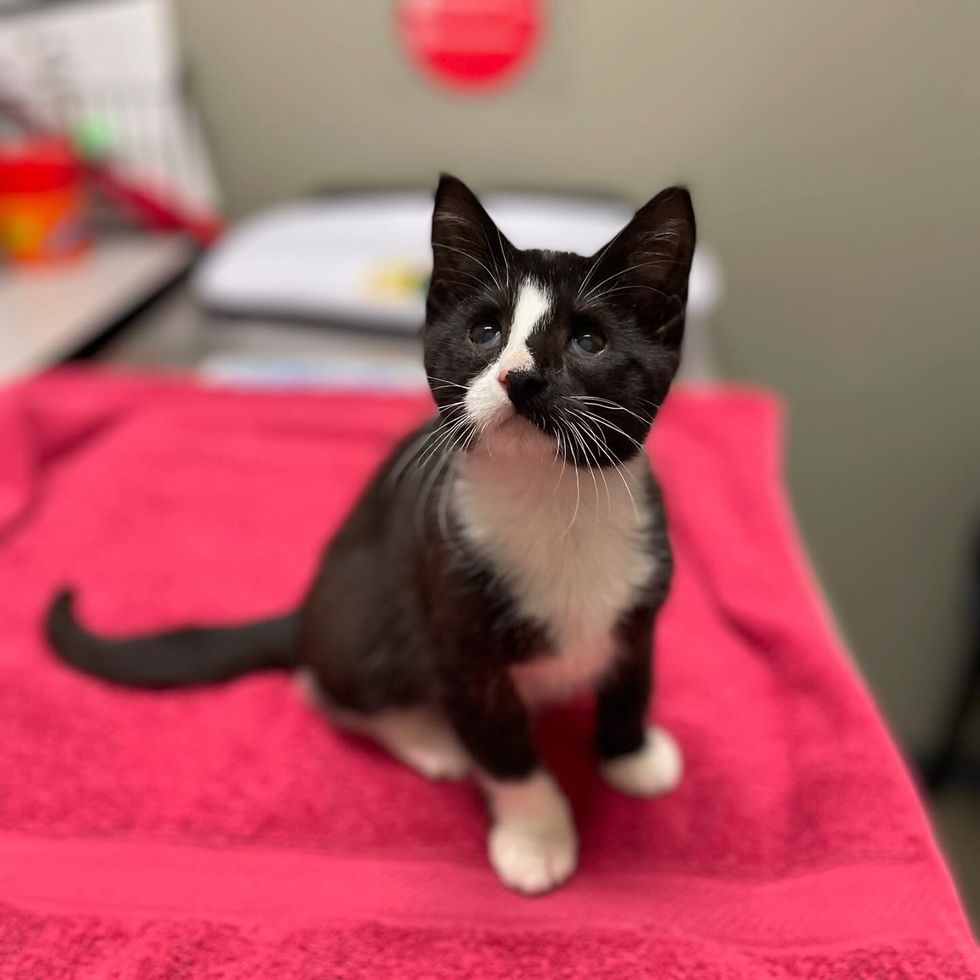 tuxedo kitten meo