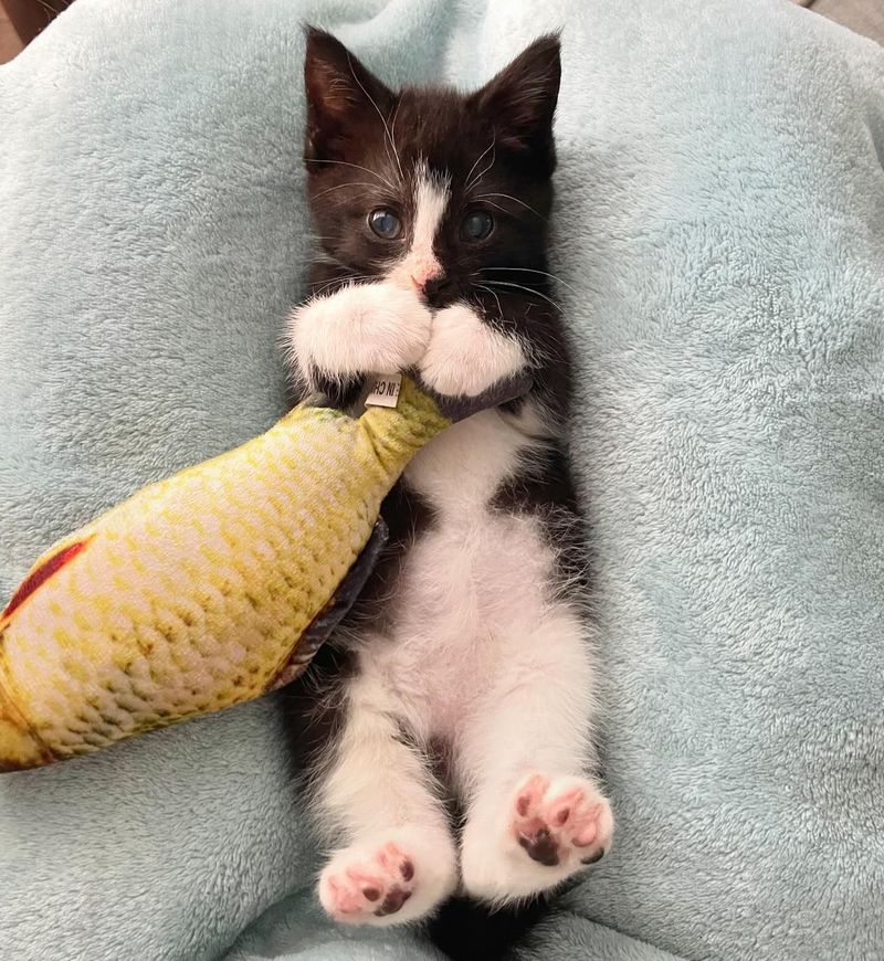 tuxedo kitten lap cat fish