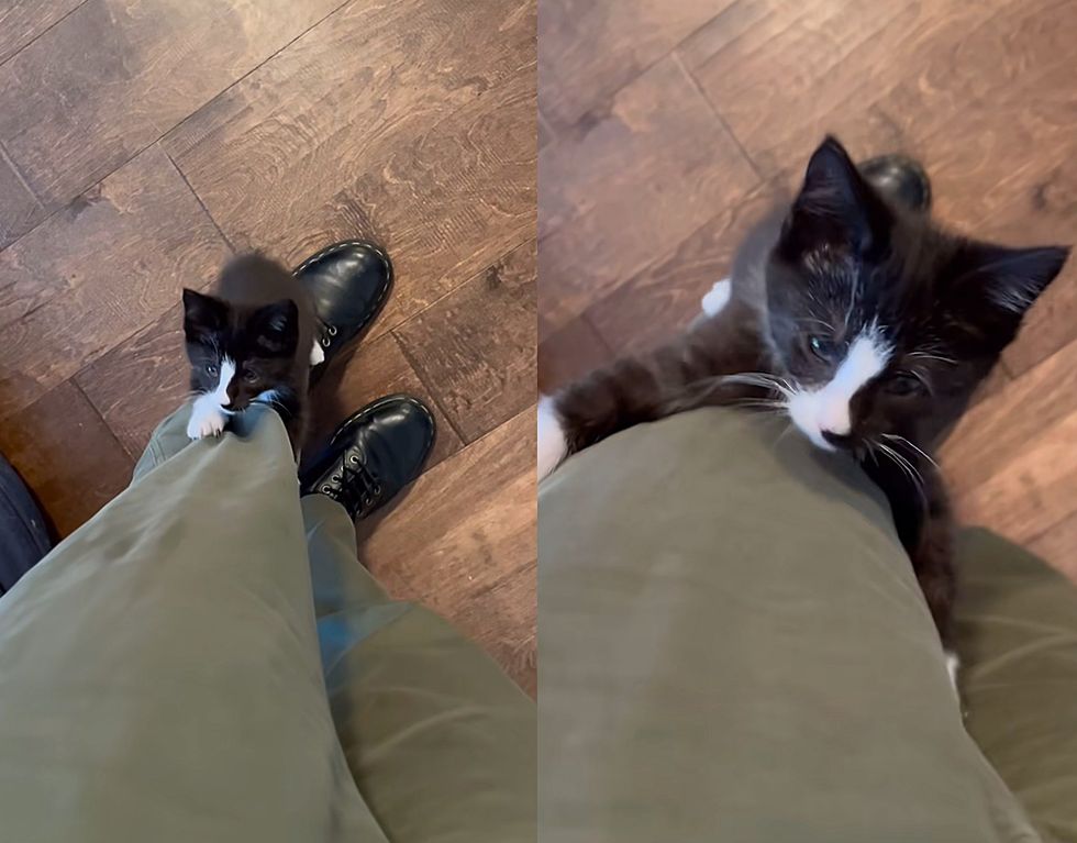 tuxedo kitten climbing legs