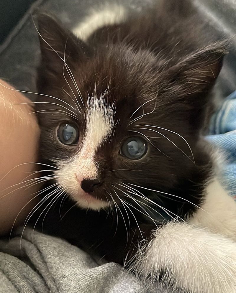 tuxedo kitten blind