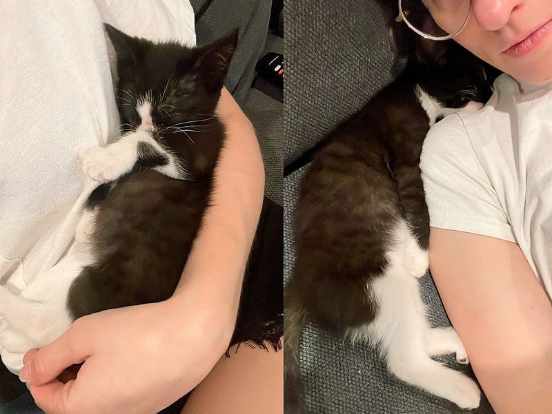 clingy kitten sleeping