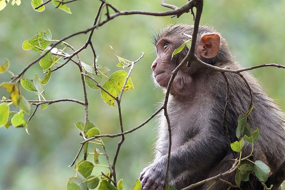 43 monkeys escaped from a lab and are playfully enjoying their freedom