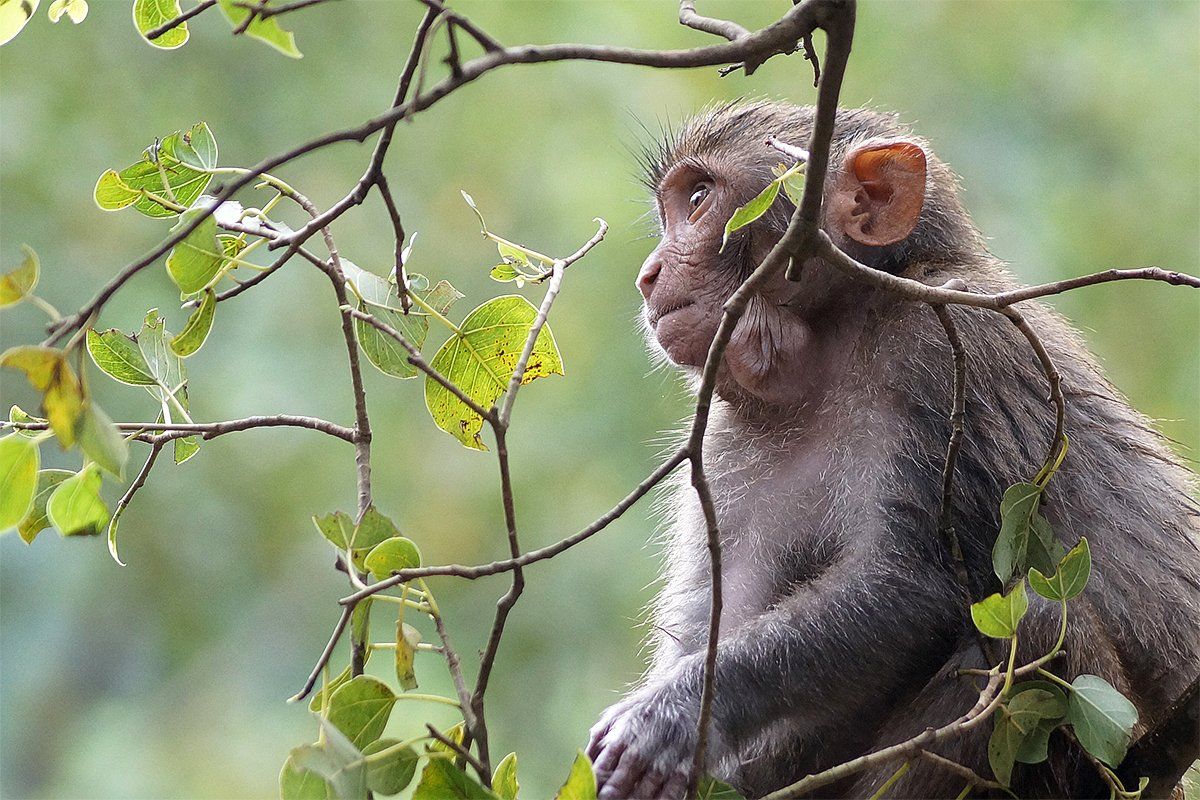 A young rhesus macaques in a tree