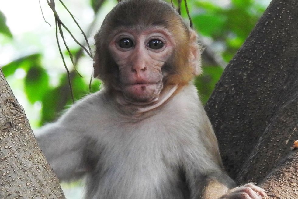 A young Macaque in a tree.