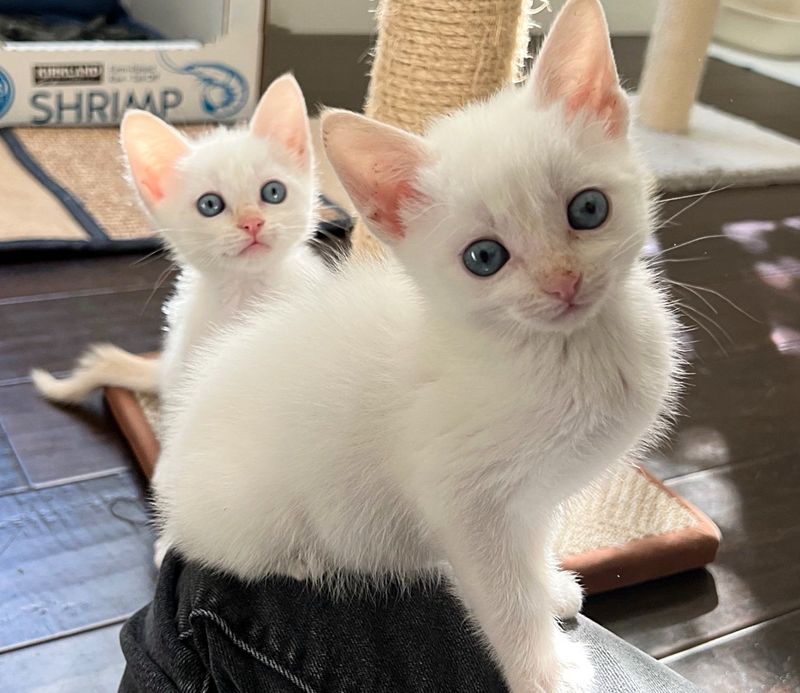 twin white kittens