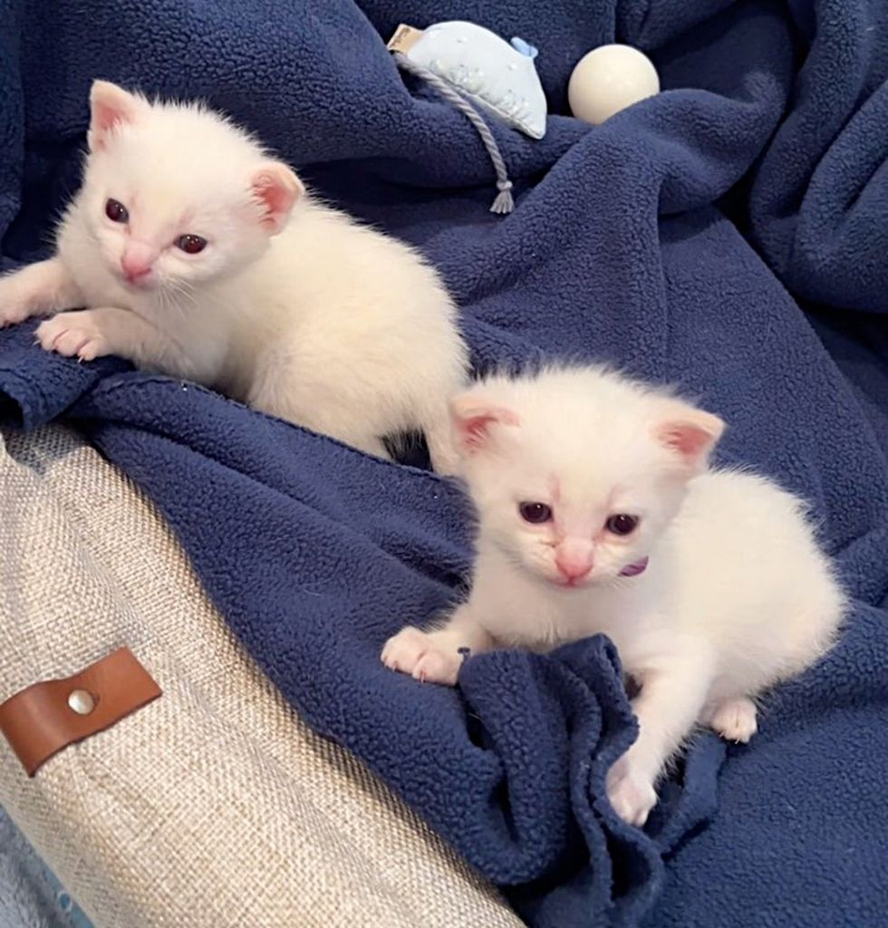 kittens orphans sweet