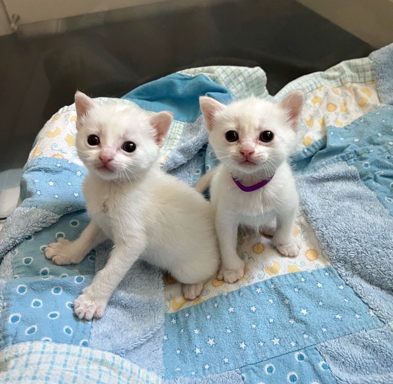 twin white kittens