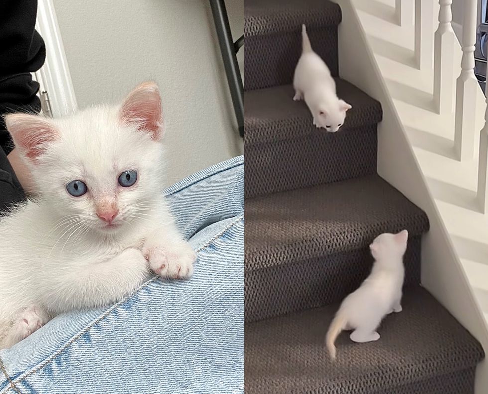 kittens stairs lap cat