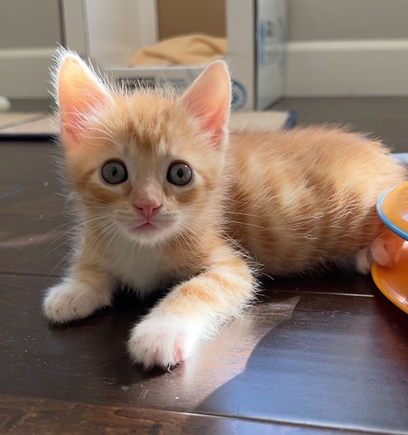 ginger tabby fluffy