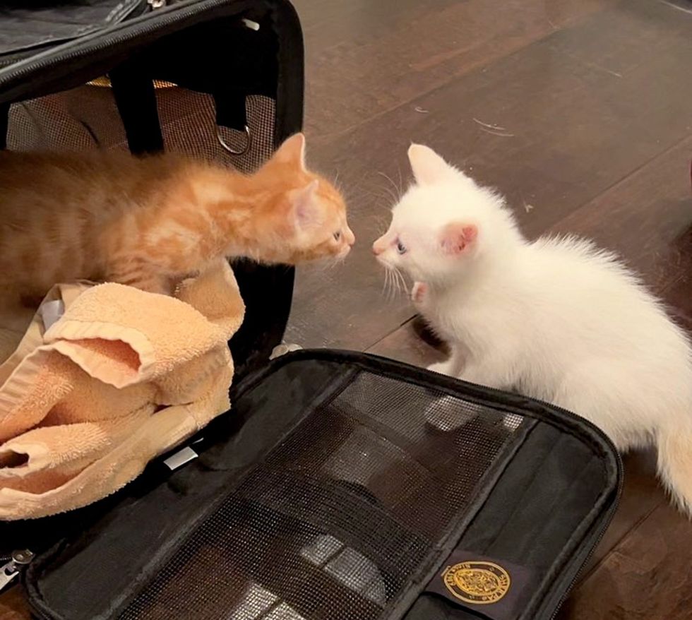 kittens meeting friends