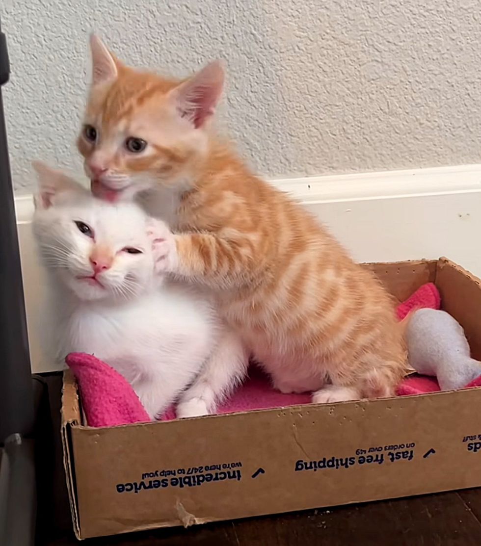 kittens snuggly friends